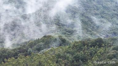 航拍高山顶云海雾森林间水雾大气